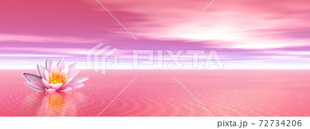 Lily flower in pink ocean Lily flower in pink ocean 72734206