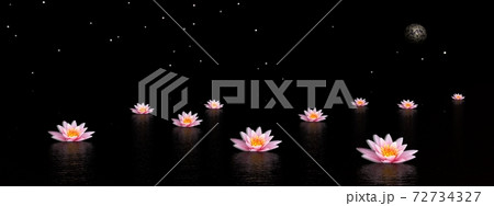 Lily flowers by night Lily flowers by night 72734327