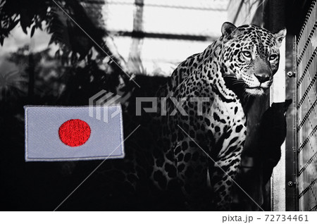 日本国旗とジャガー 日本国旗とジャガー 72734461