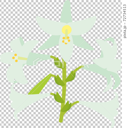 在沖繩盛開的鐵粉百合 72734513