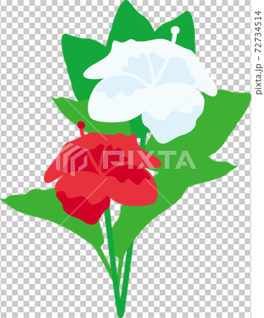 芙蓉盛開在沖繩 芙蓉盛開在沖繩 72734514