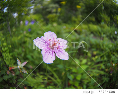 フウロソウ科 タチフウロの花の写真素材