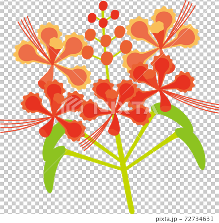 Peacock flower blooming in Okinawa 72734631