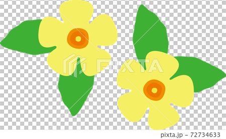 沖縄に咲くアラマンダのイラスト素材