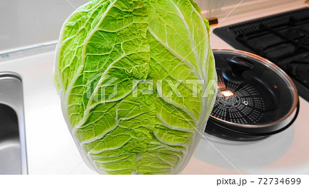 起立した立派な白菜(冬の鍋の主役！)アップ　3747 72734699