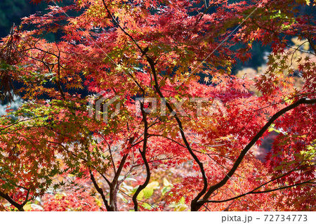 紅葉 72734773