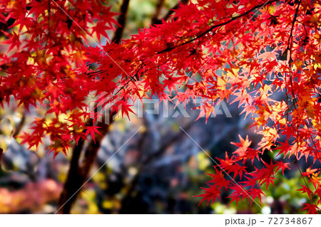 紅葉 72734867