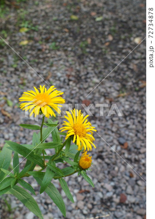 カセンソウの黄色い花 72734878