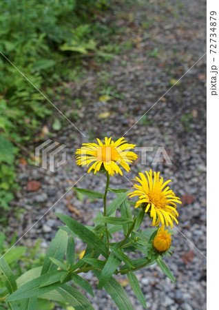カセンソウの黄色い花 カセンソウの黄色い花 72734879