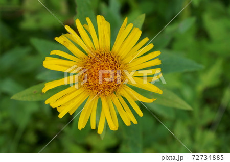 カセンソウの黄色い花 カセンソウの黄色い花 72734885