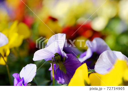 プランターの花畑1 プランターの花畑1 72734905
