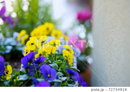 プランターの花畑20 プランターの花畑20 72734919