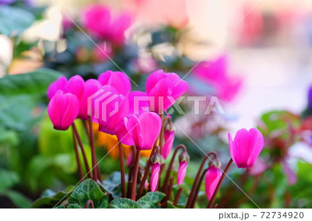 プランターの花畑22 72734920