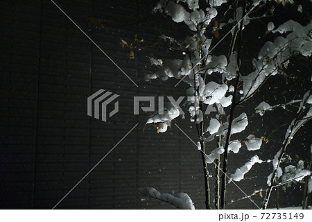 中庭の苗木に降り積もる雪 中庭の苗木に降り積もる雪 72735149