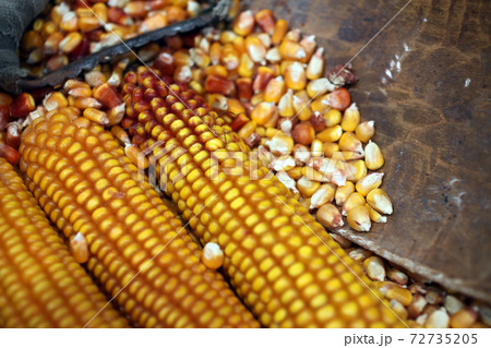 Corn 72735205