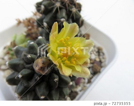 コピアポア　モンタナ 72735355