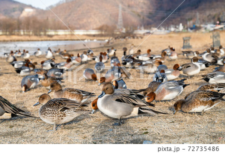 丘の上の鴨　御宝田遊水地 72735486