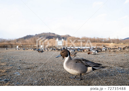 オナガガモ オス オナガガモ オス 72735488