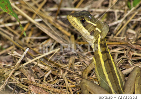 Common Basilisk, Jesus Christ Lizard,  Tropical Rainforest, Costa Rica 72735553