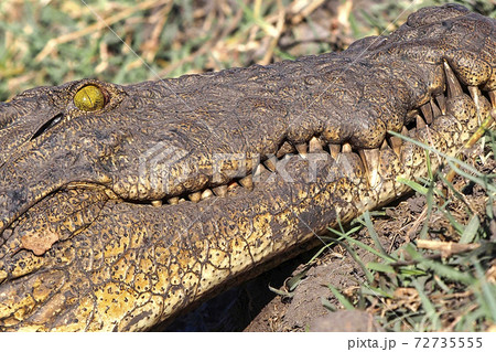Nile crocodile, Chobe National Park, Botswana 72735555