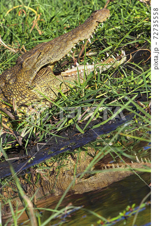 Nile crocodile, Chobe National Park, Botswana 72735558