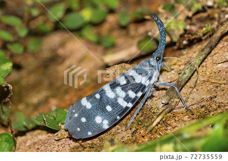 Lantern Bug, Planthopper, Sinharaja National Park Rain Forest, Sri Lanka 72735559