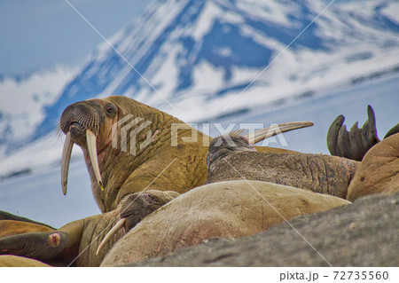 Resting Walrus, Arctic, Svalbard, Norway 72735560