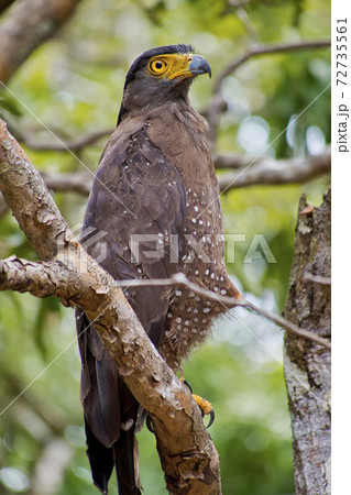 Crested Serpent Eagle, Wilpattu National Park, Sri Lanka 72735561