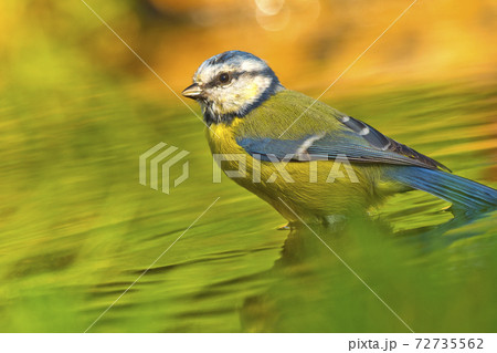 Blue Tit, Forest Pond, Mediterranean Forest, Spain 72735562