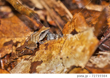 Sharp-snouted Shrub Frog, Sinharaja National Park Rain Forest, Sri Lanka 72735564