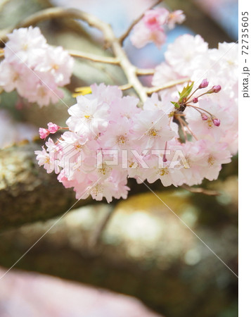 三多気の枝垂れ 三多気の枝垂れ 72735605