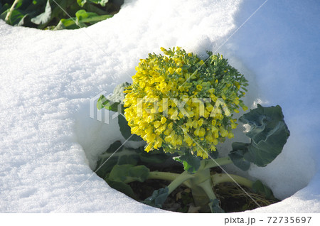 雪に埋まったブロッコリーの花の写真素材