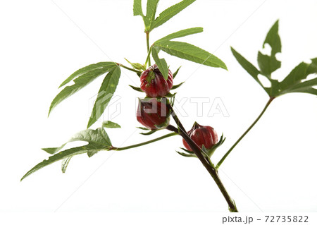 Roselle (Hibiscus sabdariffa) flower and fruit on white background. Roselle (Hibiscus sabdariffa) flower and fruit on white background. 72735822