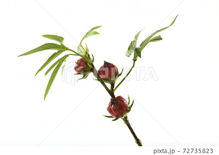 Roselle (Hibiscus sabdariffa) flower and fruit on white background. 72735823