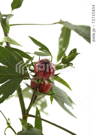 Roselle (Hibiscus sabdariffa) flower and fruit on white background. 72735834
