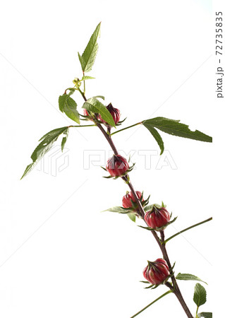 Roselle (Hibiscus sabdariffa) flower and fruit on white background. 72735835