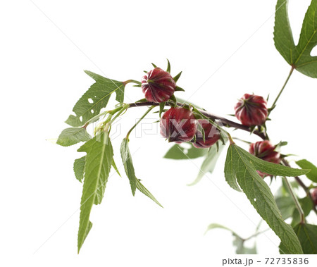 Roselle (Hibiscus sabdariffa) flower and fruit on white background. Roselle (Hibiscus sabdariffa) flower and fruit on white background. 72735836
