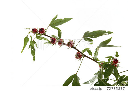 Roselle (Hibiscus sabdariffa) flower and fruit on white background. 72735837