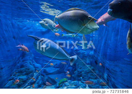 ツマリテングハギ ツマリテングハギ 72735846