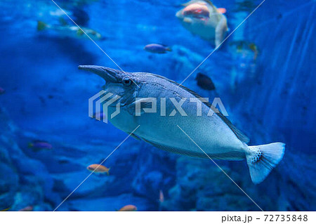 ツマリテングハギ ツマリテングハギ 72735848