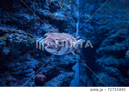 ふぐ 72735895