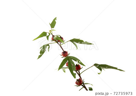 Roselle (Hibiscus sabdariffa) flower and fruit on white background. Roselle (Hibiscus sabdariffa) flower and fruit on white background. 72735973