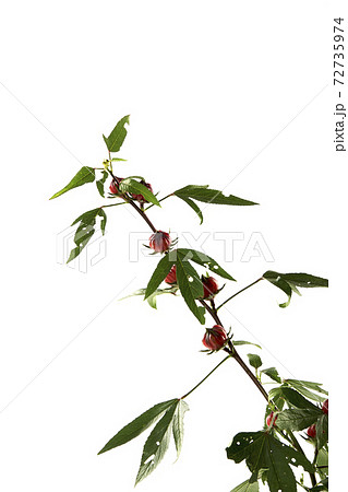 Roselle (Hibiscus sabdariffa) flower and fruit on white background. Roselle (Hibiscus sabdariffa) flower and fruit on white background. 72735974