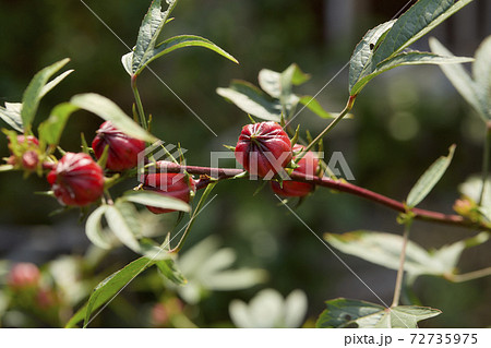 roselle grow in the field 72735975