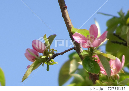 青空に開いたカリンの花と蕾 青空に開いたカリンの花と蕾 72736155
