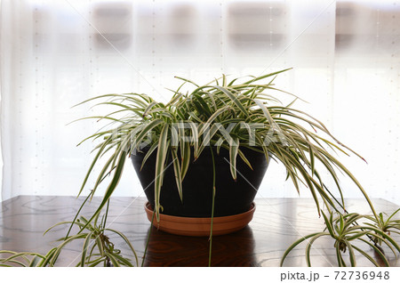 オリヅルラン  鉢植え 72736948