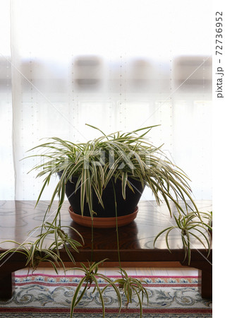 オリヅルラン  鉢植え 72736952