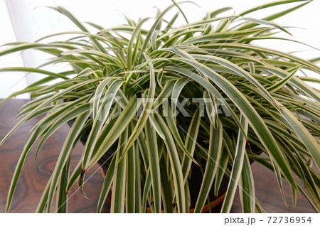 オリヅルラン  鉢植え オリヅルラン  鉢植え 72736954