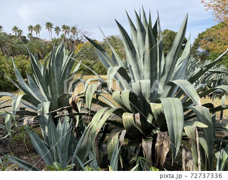 熱海 初島のリュウゼツラン 熱海 初島のリュウゼツラン 72737336