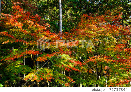 森を彩る青モミジと紅葉 72737344